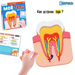 ЭВРИКИ Набор для опытов "Моё тело" зуб 7123425